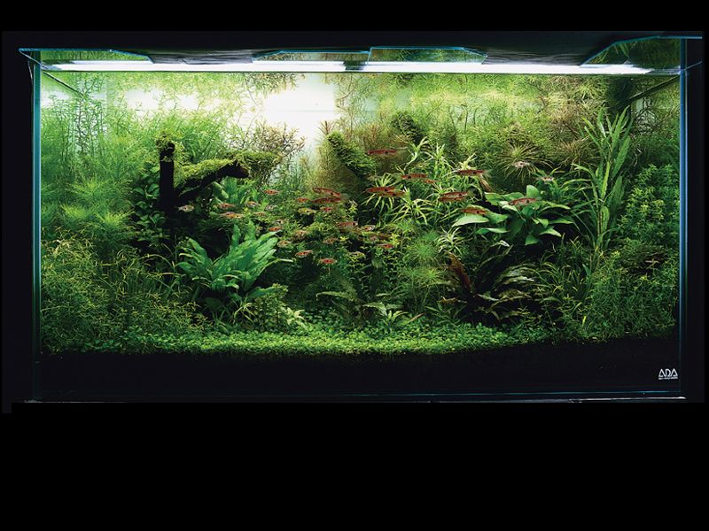 «Природный Аквариум» (Nature Aquarium). Takashi Amano (Такаси Амано) «Природный Аквариум» (Nature Aquarium). Takashi Amano (Такаси Амано)