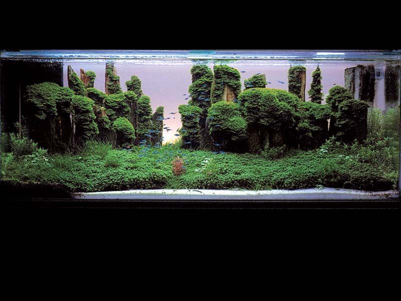 ���������� �������� (Nature Aquarium). Takashi Amano (������ �����)