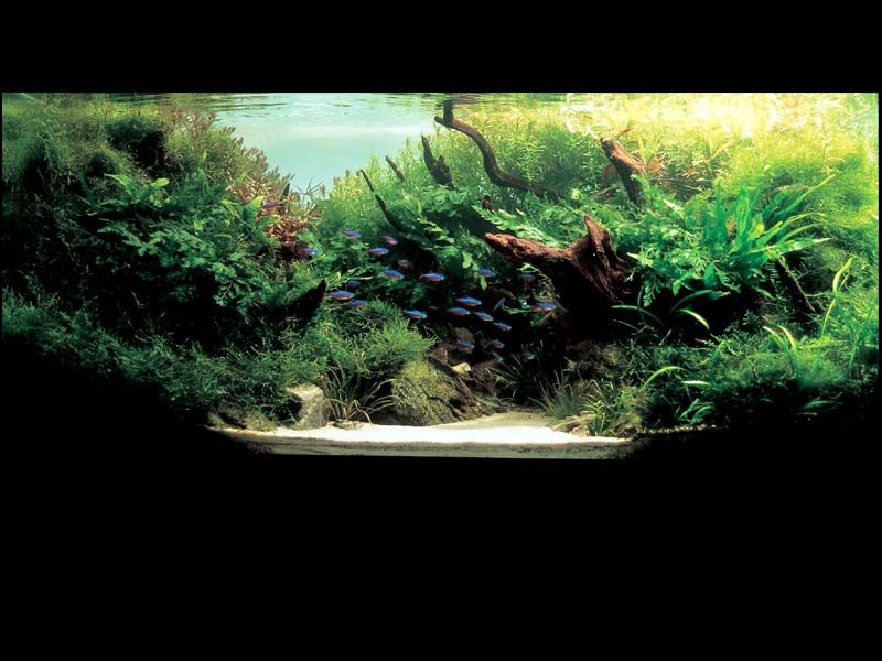���������� �������� (Nature Aquarium). Takashi Amano (������ �����)