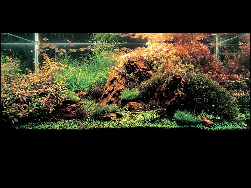 ���������� �������� (Nature Aquarium). Takashi Amano (������ �����)