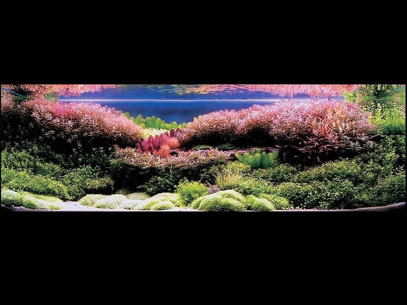 ���������� �������� (Nature Aquarium). Takashi Amano (������ �����)