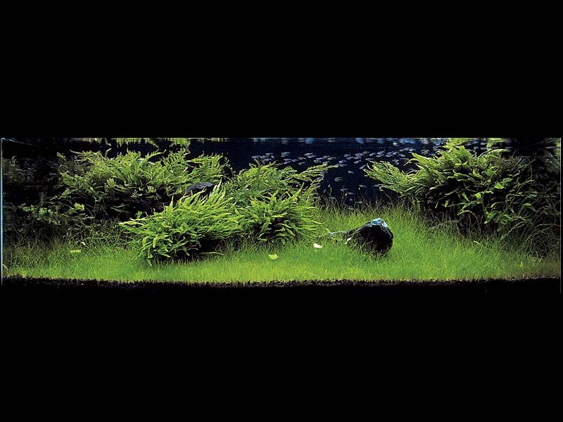 ���������� �������� (Nature Aquarium). Takashi Amano (������ �����)