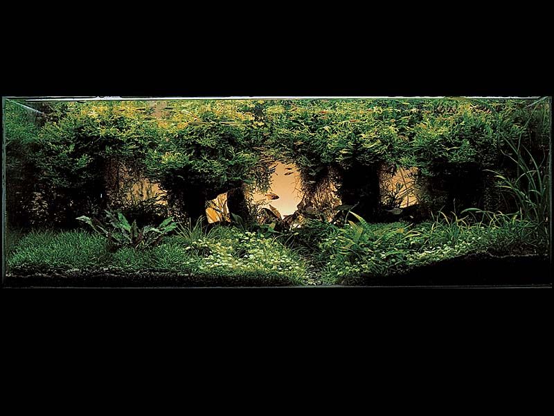 ���������� �������� (Nature Aquarium). Takashi Amano (������ �����)