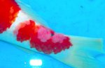 ���� Koi / KHV/ Koi ����� �������/ Carp epitheliom