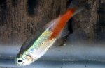 �������� �������, ��� ����������� (Plistiphora hyphessobryconis)