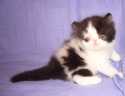Vitas Little