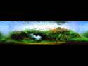 ���������� �������� (Nature Aquarium). Takashi Amano (������ �����)