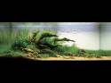 ���������� �������� (Nature Aquarium). Takashi Amano (������ �����)