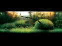���������� �������� (Nature Aquarium). Takashi Amano (������ �����)