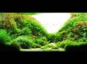 ���������� �������� (Nature Aquarium). Takashi Amano (������ �����)