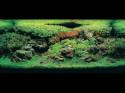 ���������� �������� (Nature Aquarium). Takashi Amano (������ �����)