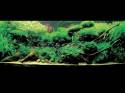 ���������� �������� (Nature Aquarium). Takashi Amano (������ �����)