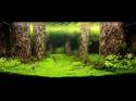 ���������� �������� (Nature Aquarium). Takashi Amano (������ �����)