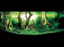 ���������� �������� (Nature Aquarium). Takashi Amano (������ �����)