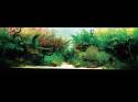 ���������� �������� (Nature Aquarium). Takashi Amano (������ �����)