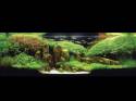 ���������� �������� (Nature Aquarium). Takashi Amano (������ �����)