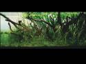 ���������� �������� (Nature Aquarium). Takashi Amano (������ �����)