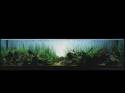 ���������� �������� (Nature Aquarium). Takashi Amano (������ �����)