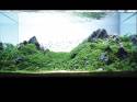 ���������� �������� (Nature Aquarium). Takashi Amano (������ �����)