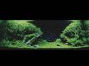 ���������� �������� (Nature Aquarium). Takashi Amano (������ �����)