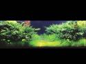 ���������� �������� (Nature Aquarium). Takashi Amano (������ �����)