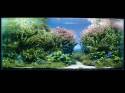 ���������� �������� (Nature Aquarium). Takashi Amano (������ �����)