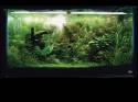 ���������� �������� (Nature Aquarium). Takashi Amano (������ �����)