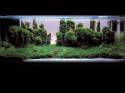 ���������� �������� (Nature Aquarium). Takashi Amano (������ �����)