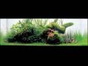 ���������� �������� (Nature Aquarium). Takashi Amano (������ �����)