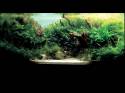 ���������� �������� (Nature Aquarium). Takashi Amano (������ �����)