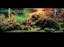 ���������� �������� (Nature Aquarium). Takashi Amano (������ �����)
