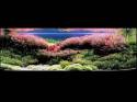 ���������� �������� (Nature Aquarium). Takashi Amano (������ �����)