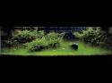 ���������� �������� (Nature Aquarium). Takashi Amano (������ �����)
